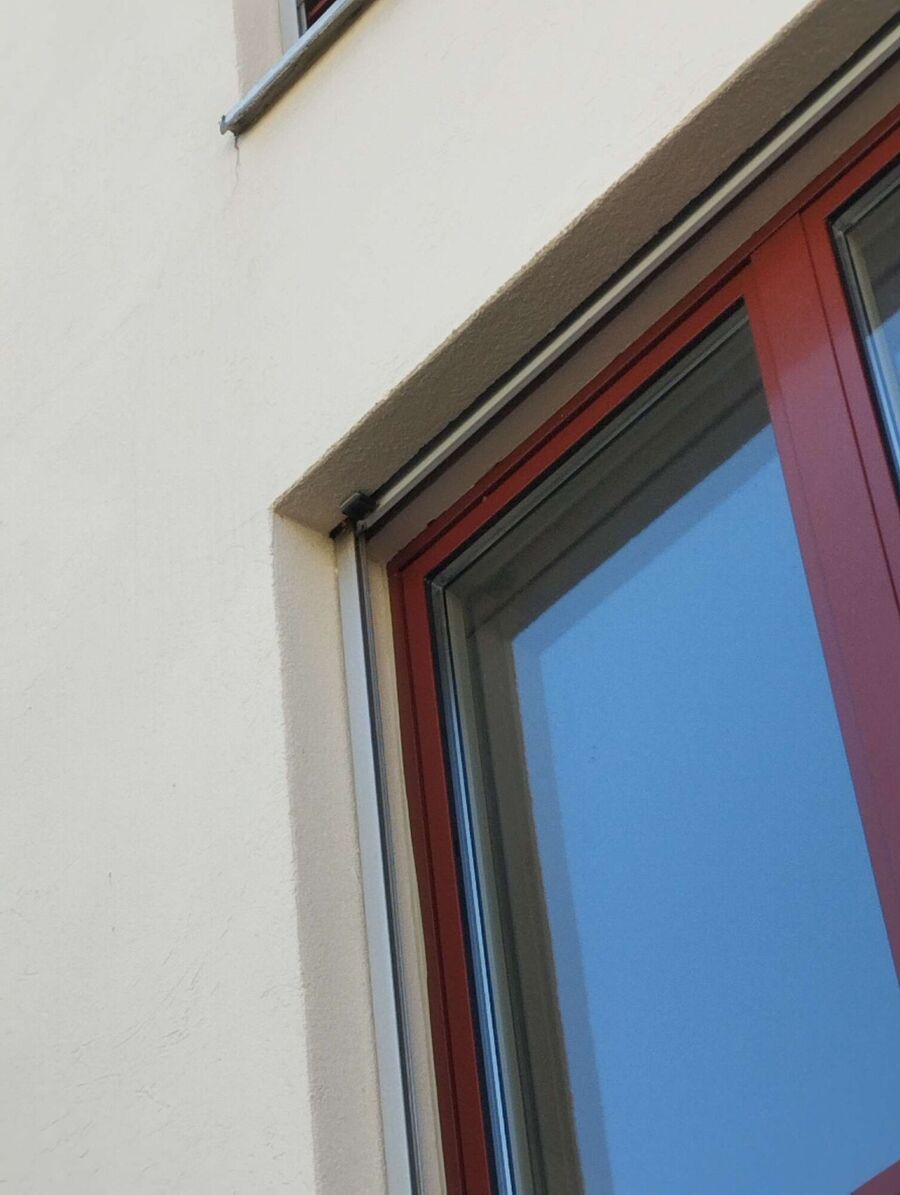 Relocate bees & remove bee nest