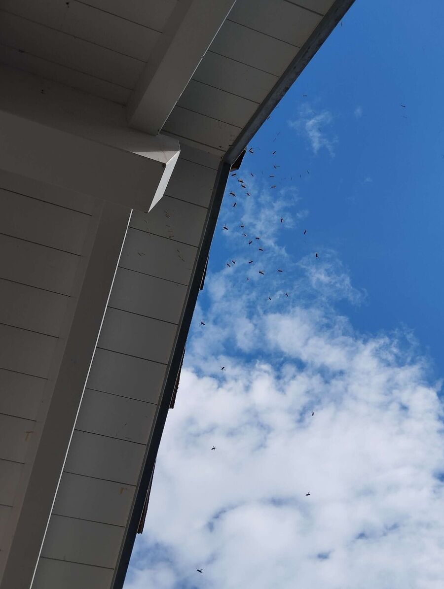 Relocate bees & remove bee nest