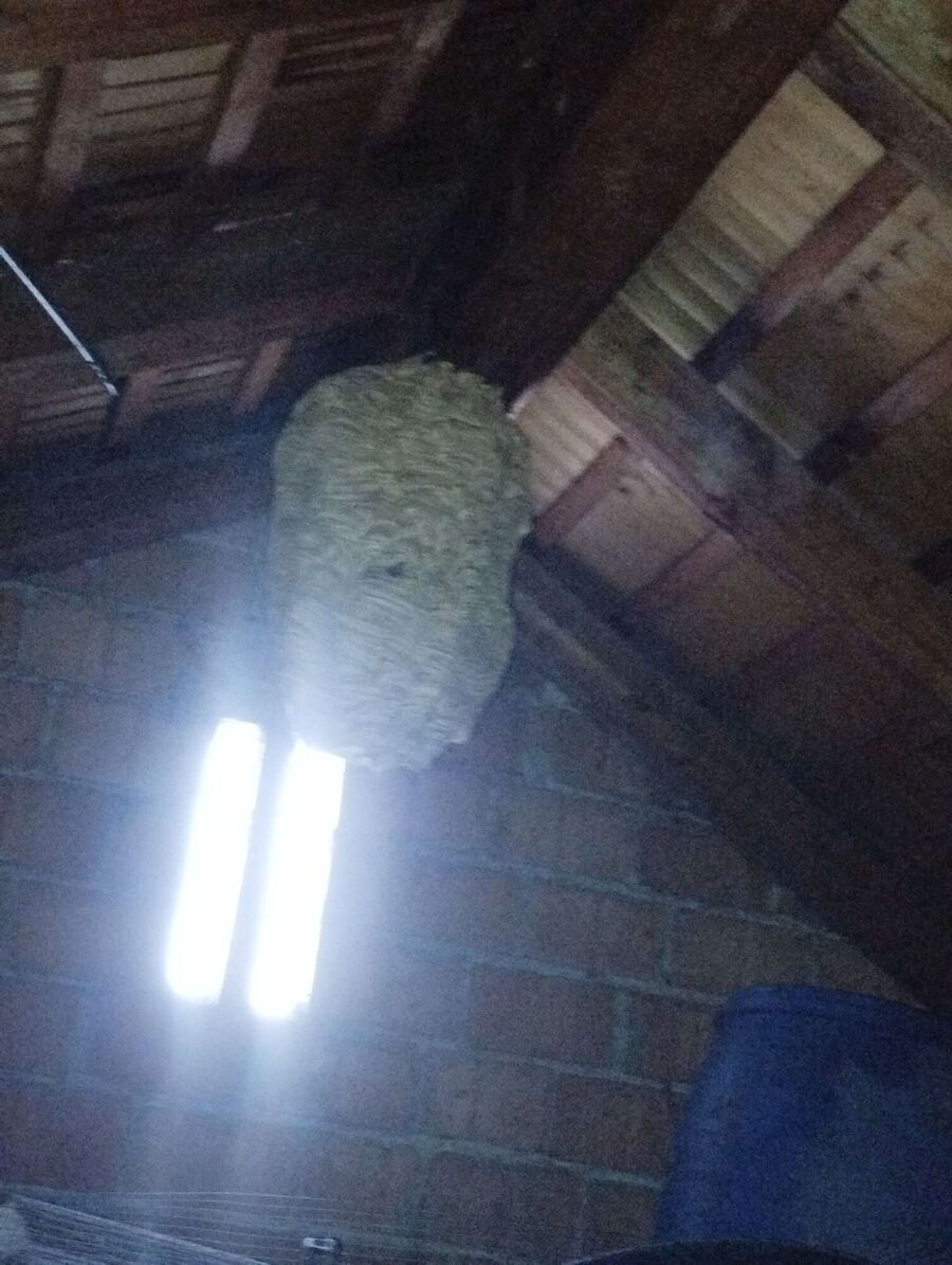 Remove bee nest