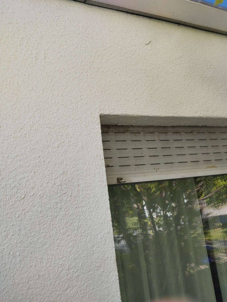 Relocate bees & remove bee nest