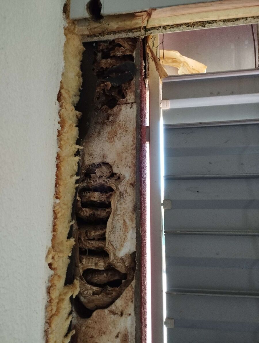 Bee nest at the house remove