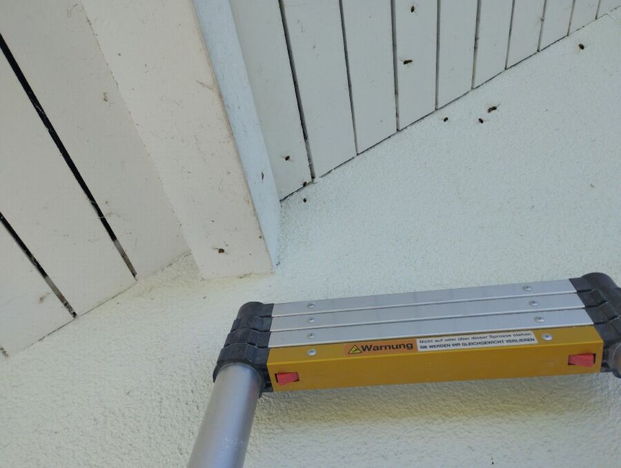 Relocate bees & remove bee nest