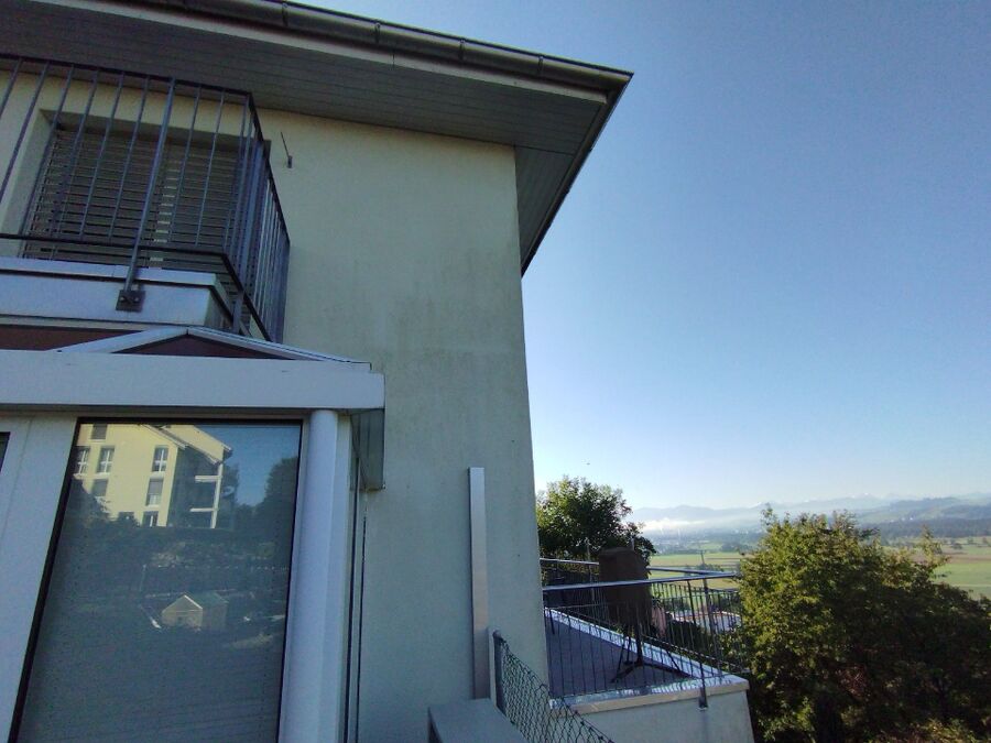 Relocate bees & remove bee nest