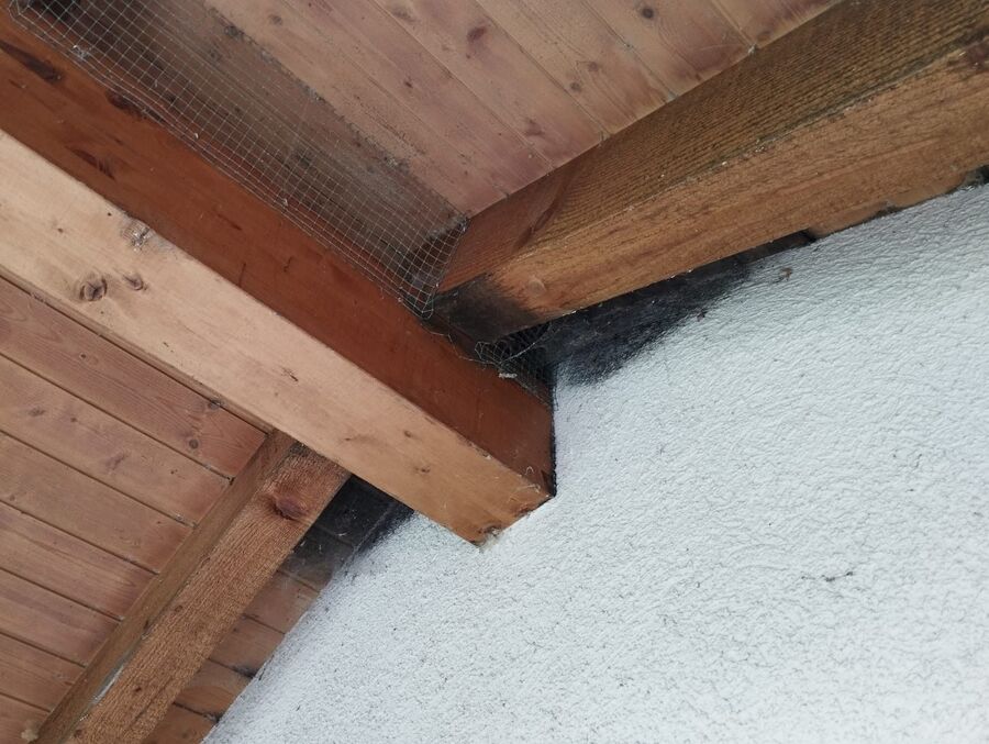 Bee nest at the house remove