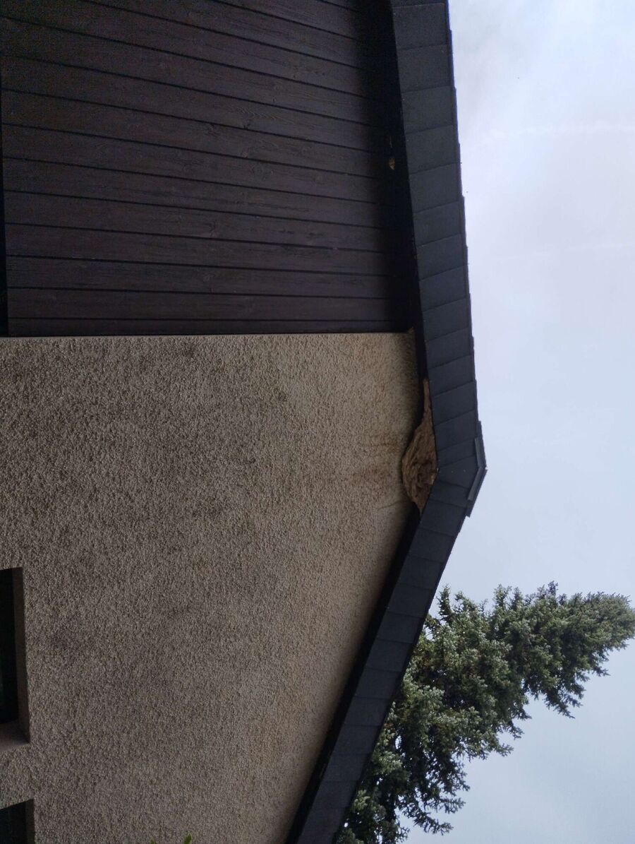 Bee nest at the house remove