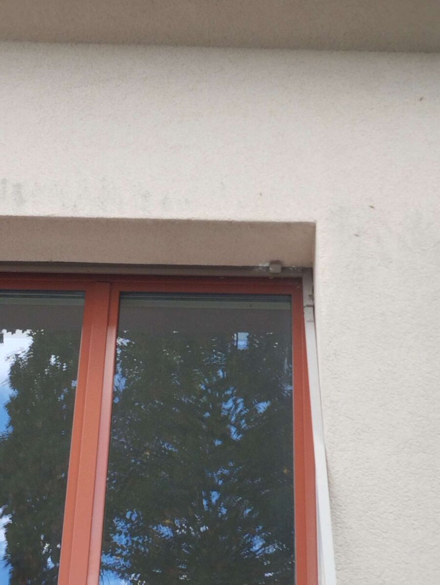 Relocate bees & remove bee nest