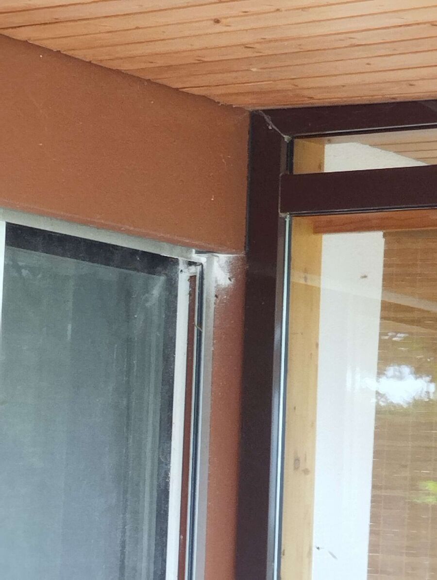 Relocate bees & remove bee nest