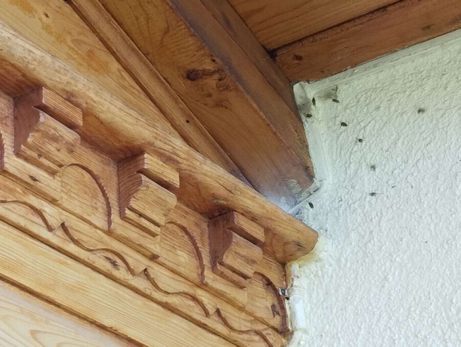 Relocate bees & remove bee nest