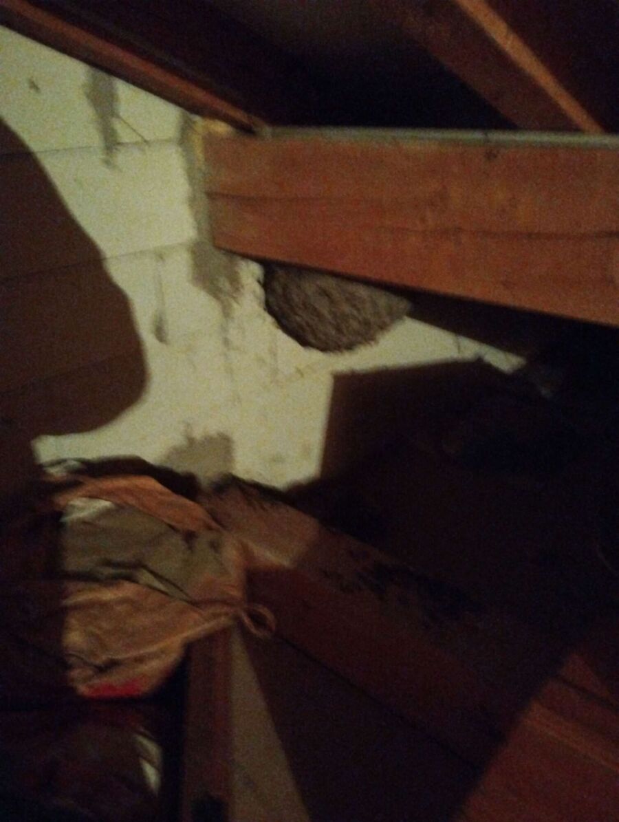 Bee nest at the house remove