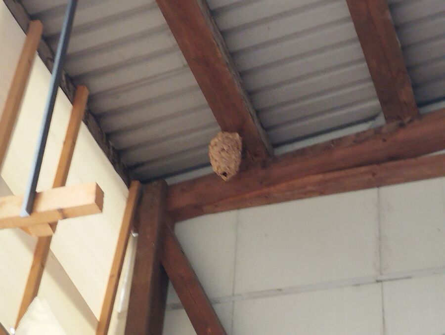 Relocate bees & remove bee nest