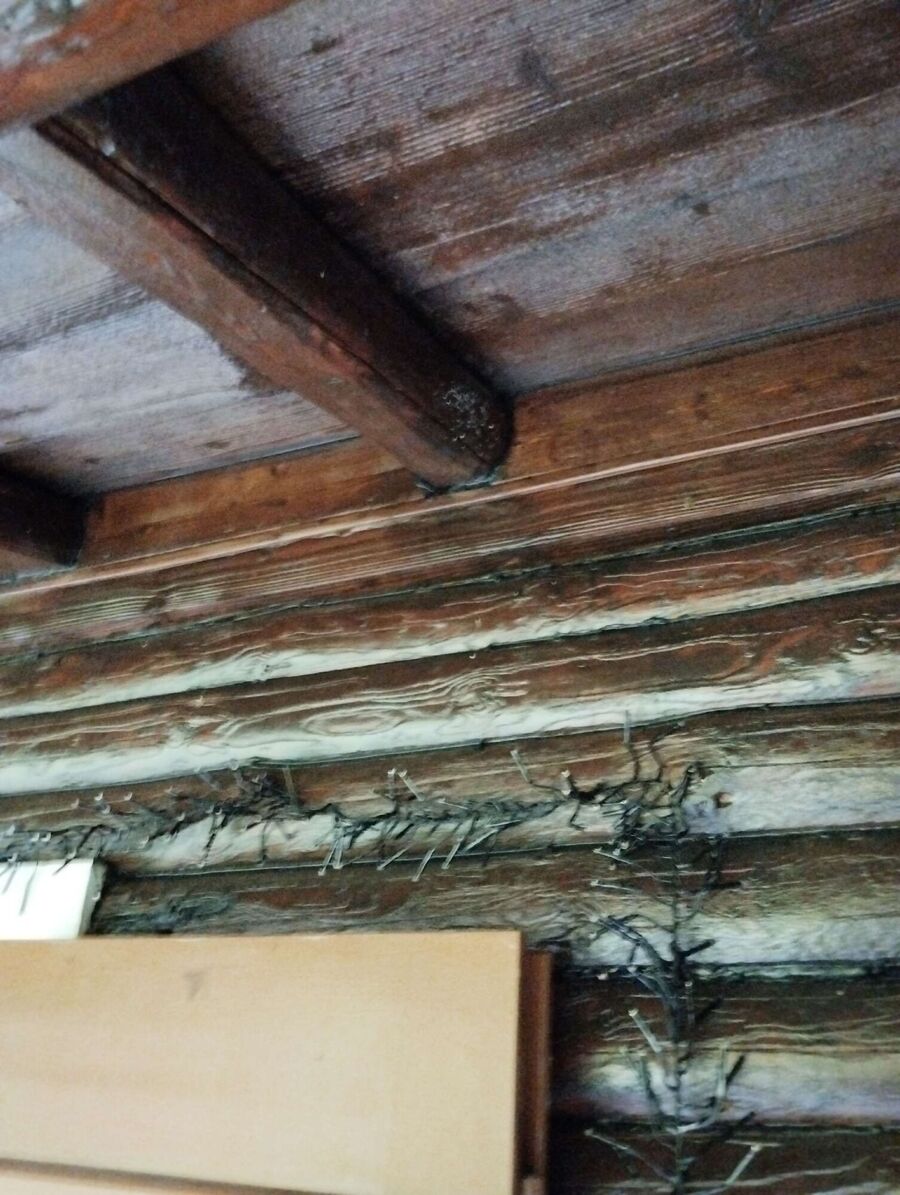 Bee nest at the house remove