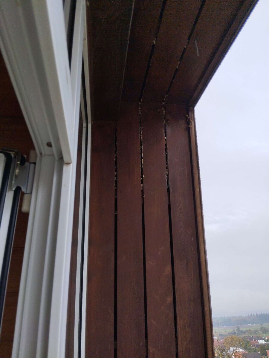 Relocate bees & remove bee nest