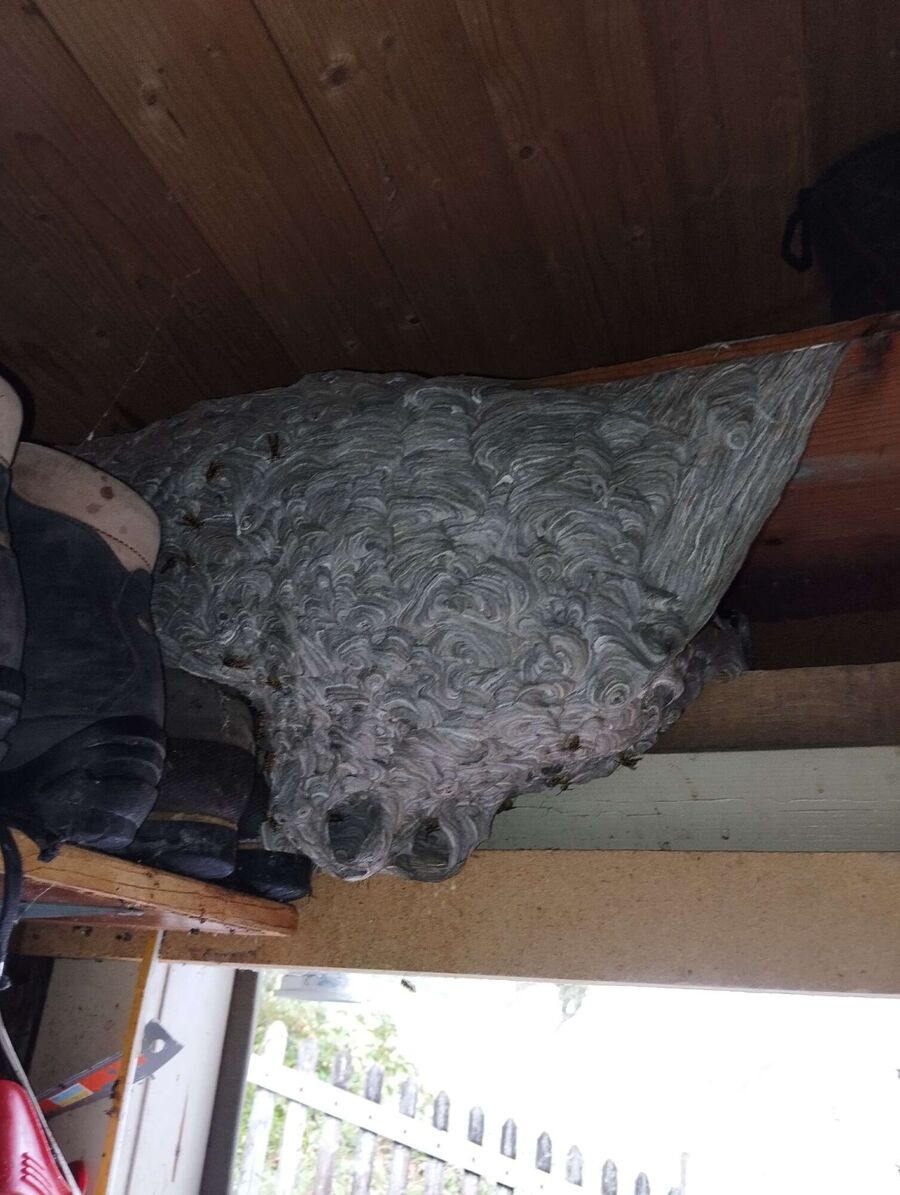 Relocate bees & remove bee nest