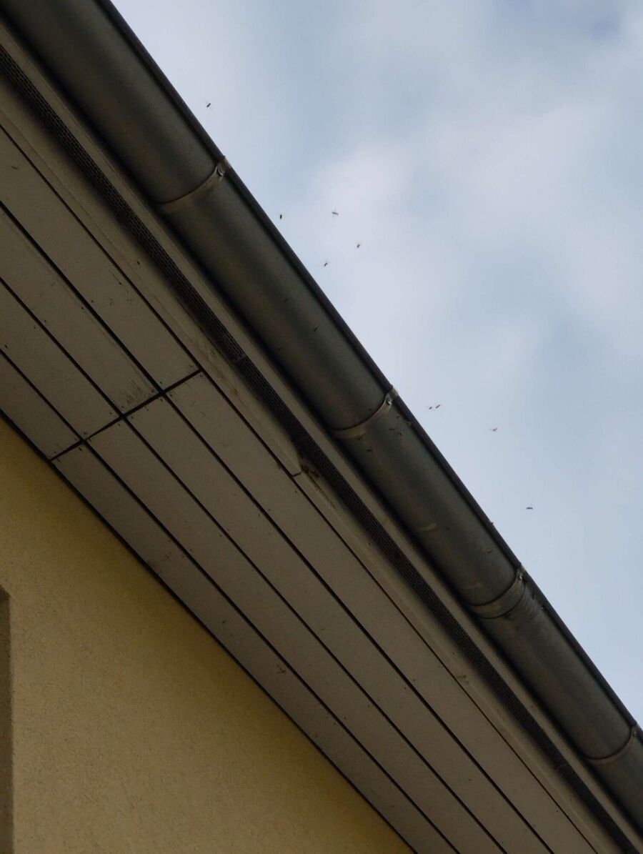 Bee nest at the house remove