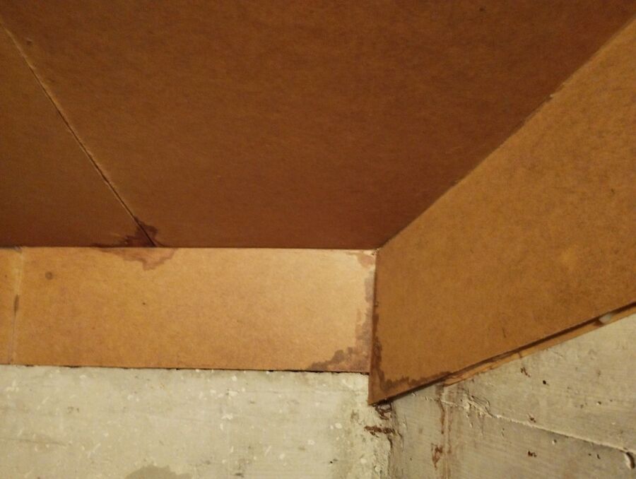 Relocate bees & remove bee nest