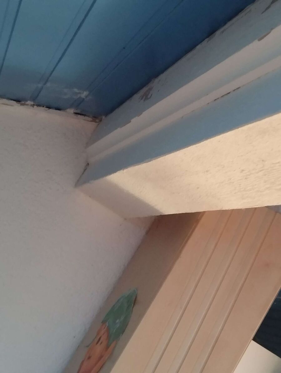 Relocate bees & remove bee nest