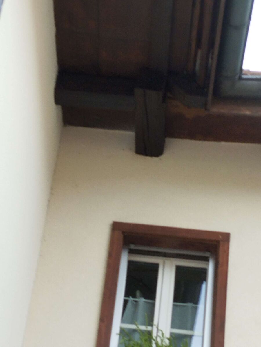 Bee nest at the house remove