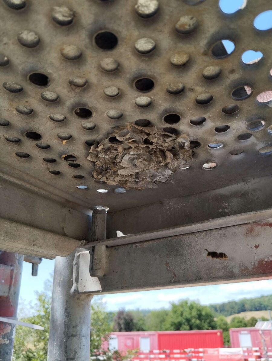 Relocate bees & remove bee nest