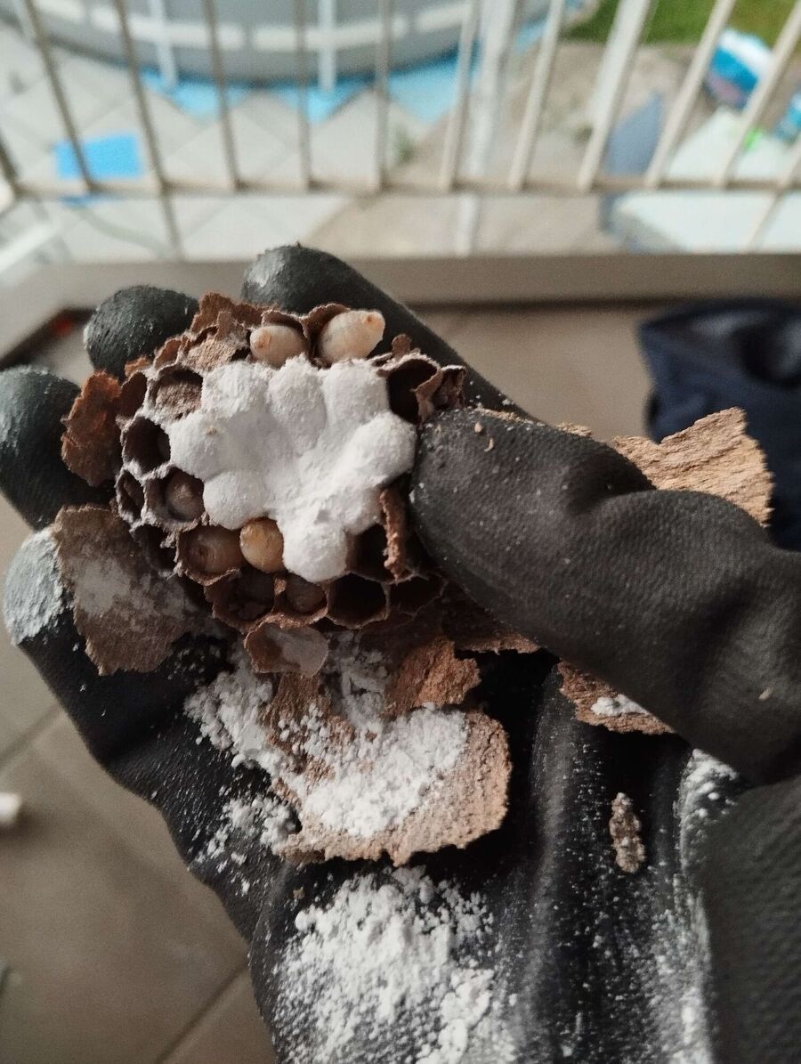 Relocate bees & remove bee nest