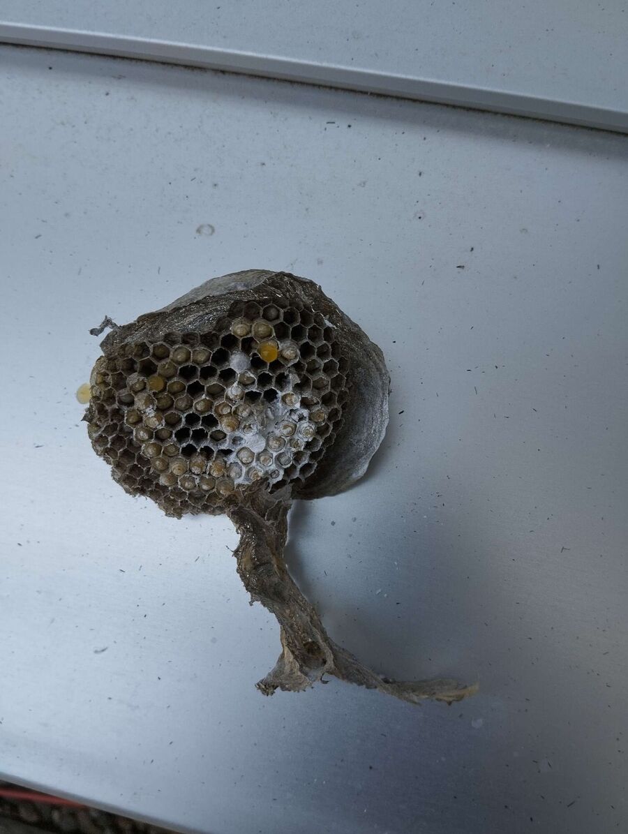 Bee nest at the house remove