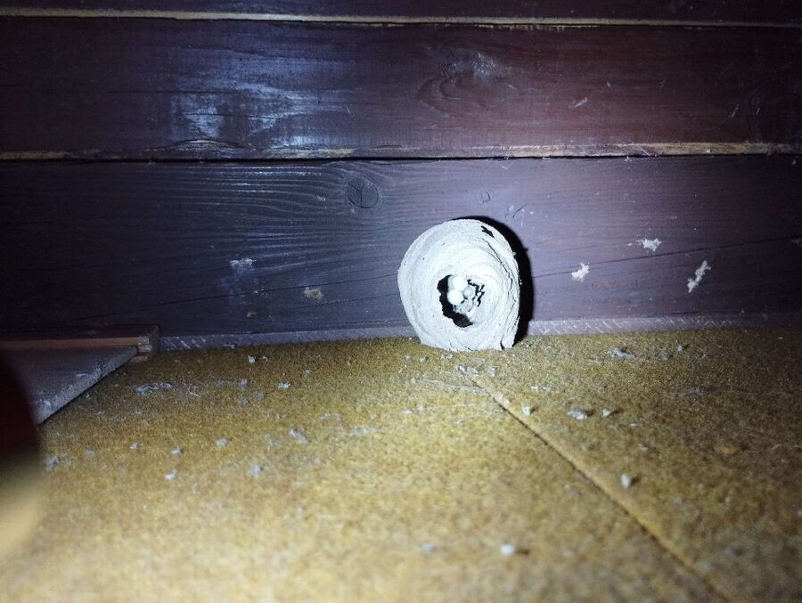 Bee nest at the house remove