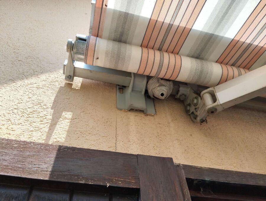 Relocate bees & remove bee nest