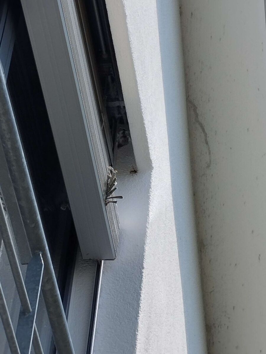 Relocate bees & remove bee nest