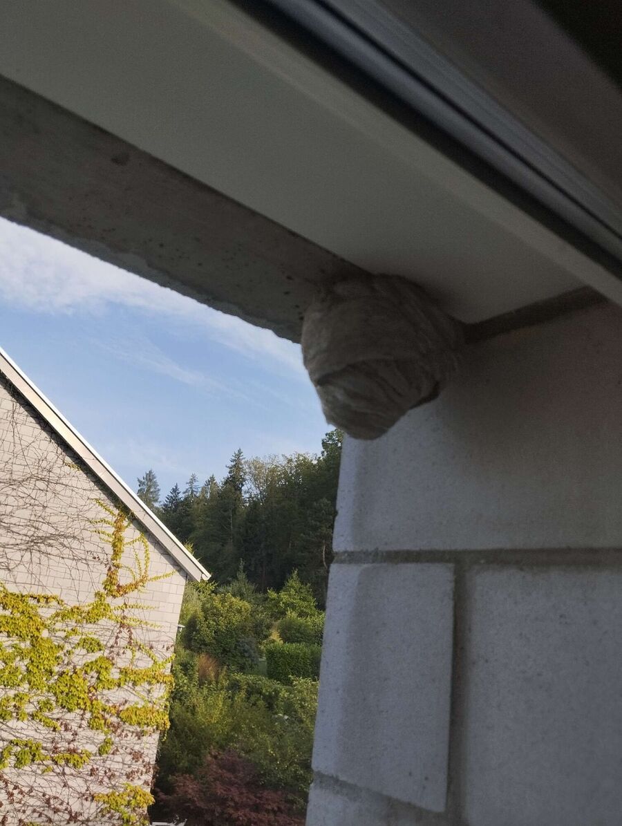 Bee nest at the house remove