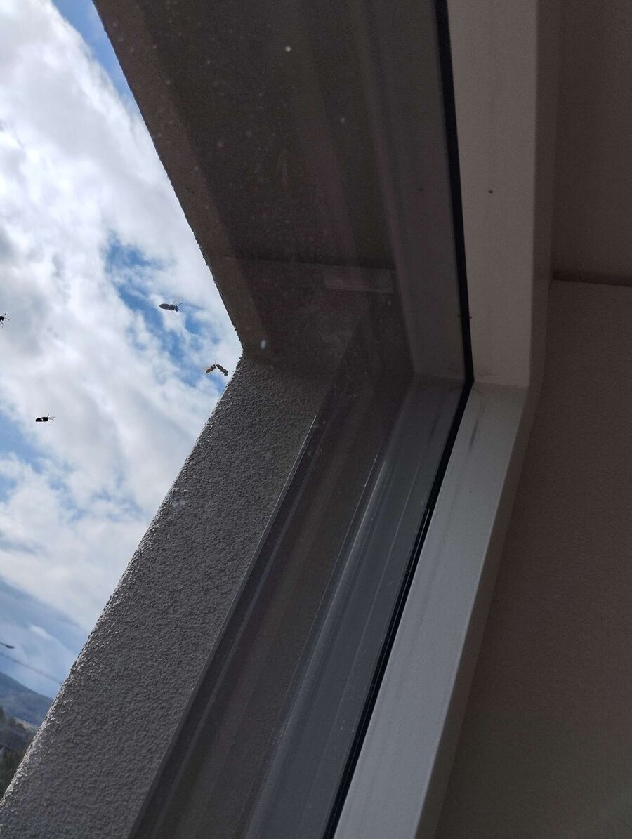 Bee nest at the house remove