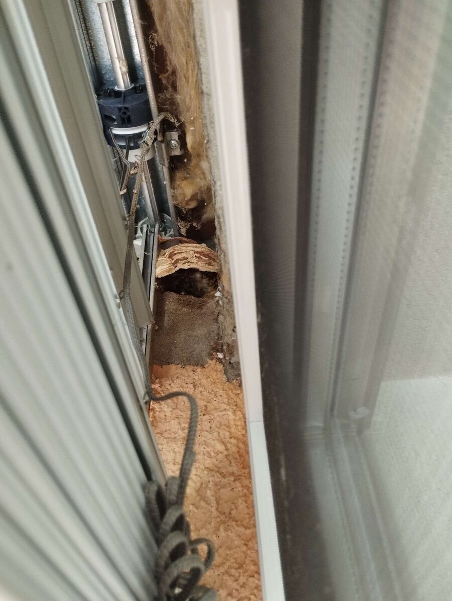 Relocate bees & remove bee nest