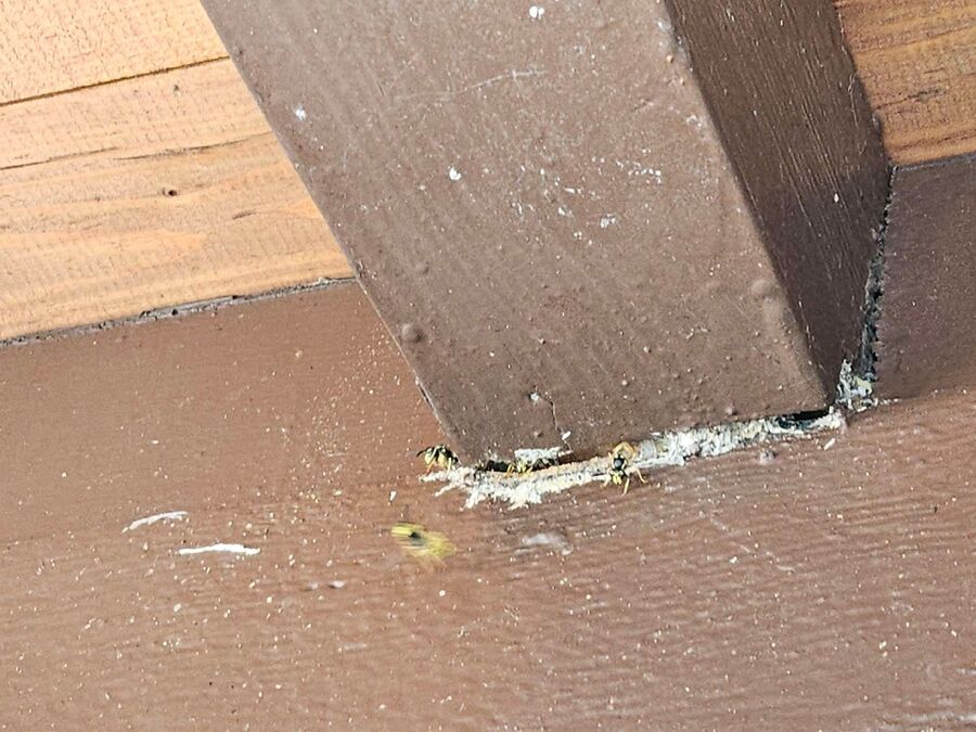 Relocate bees & remove bee nest