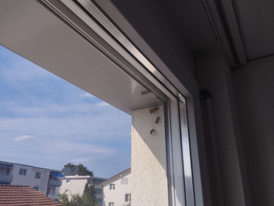 Bee nest at the house remove