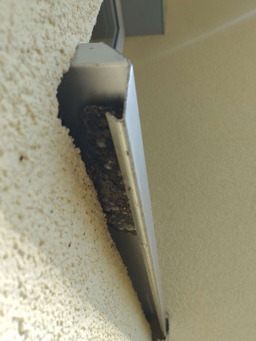 Bee nest at the house remove