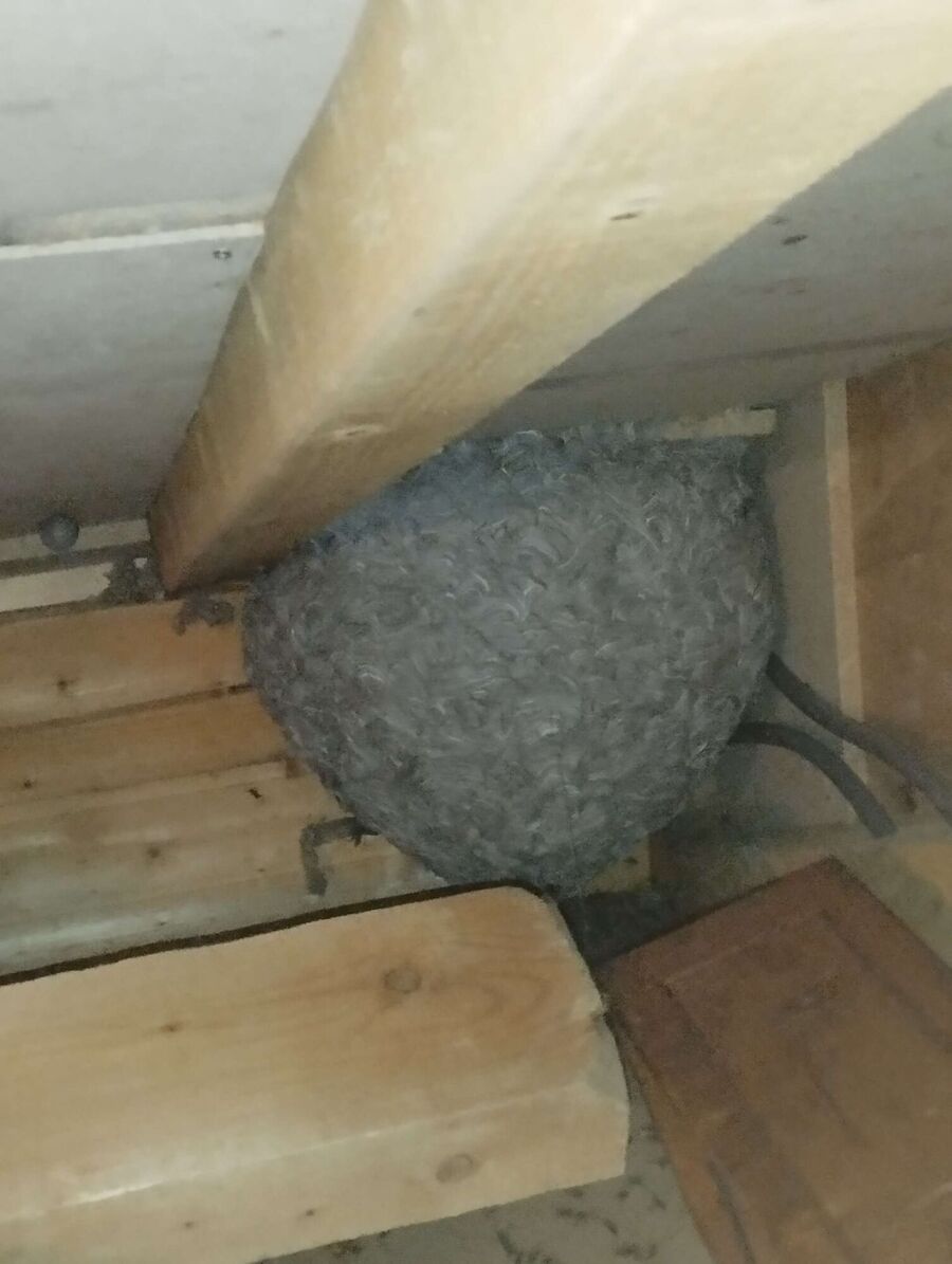 Bee nest at the house remove