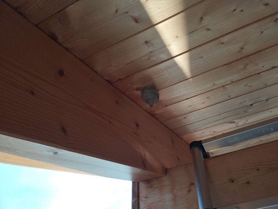 Bee nest at the house remove