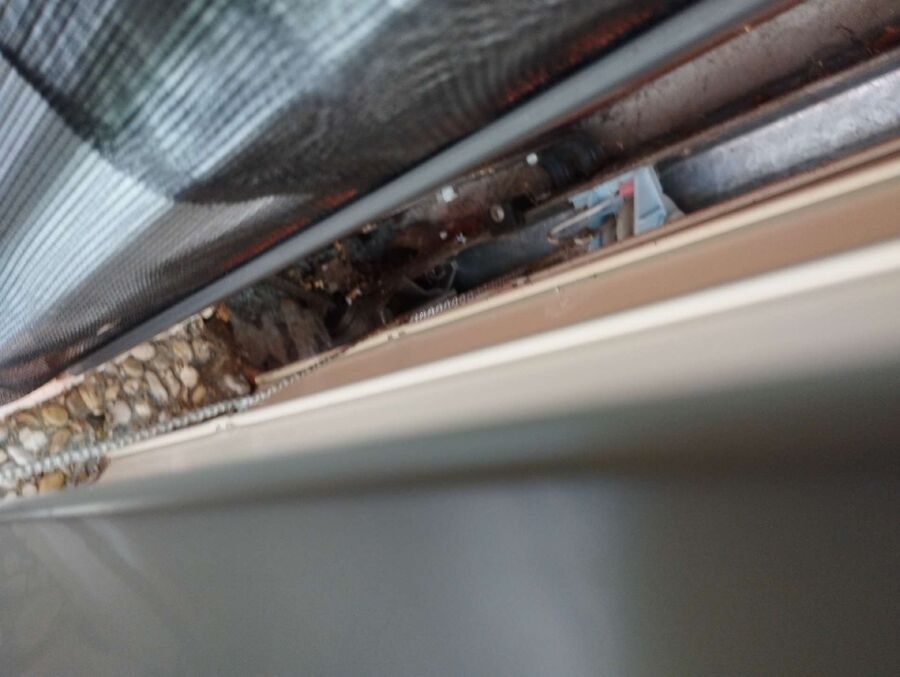 Relocate bees & remove bee nest