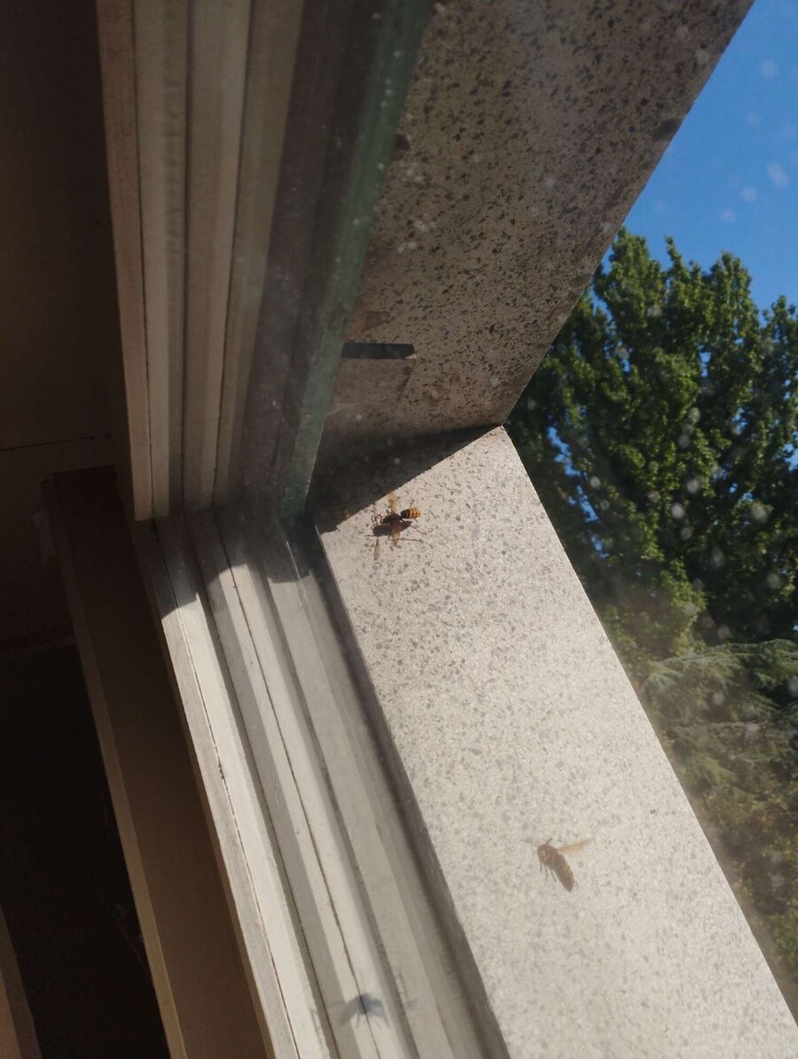 Bee nest at the house remove