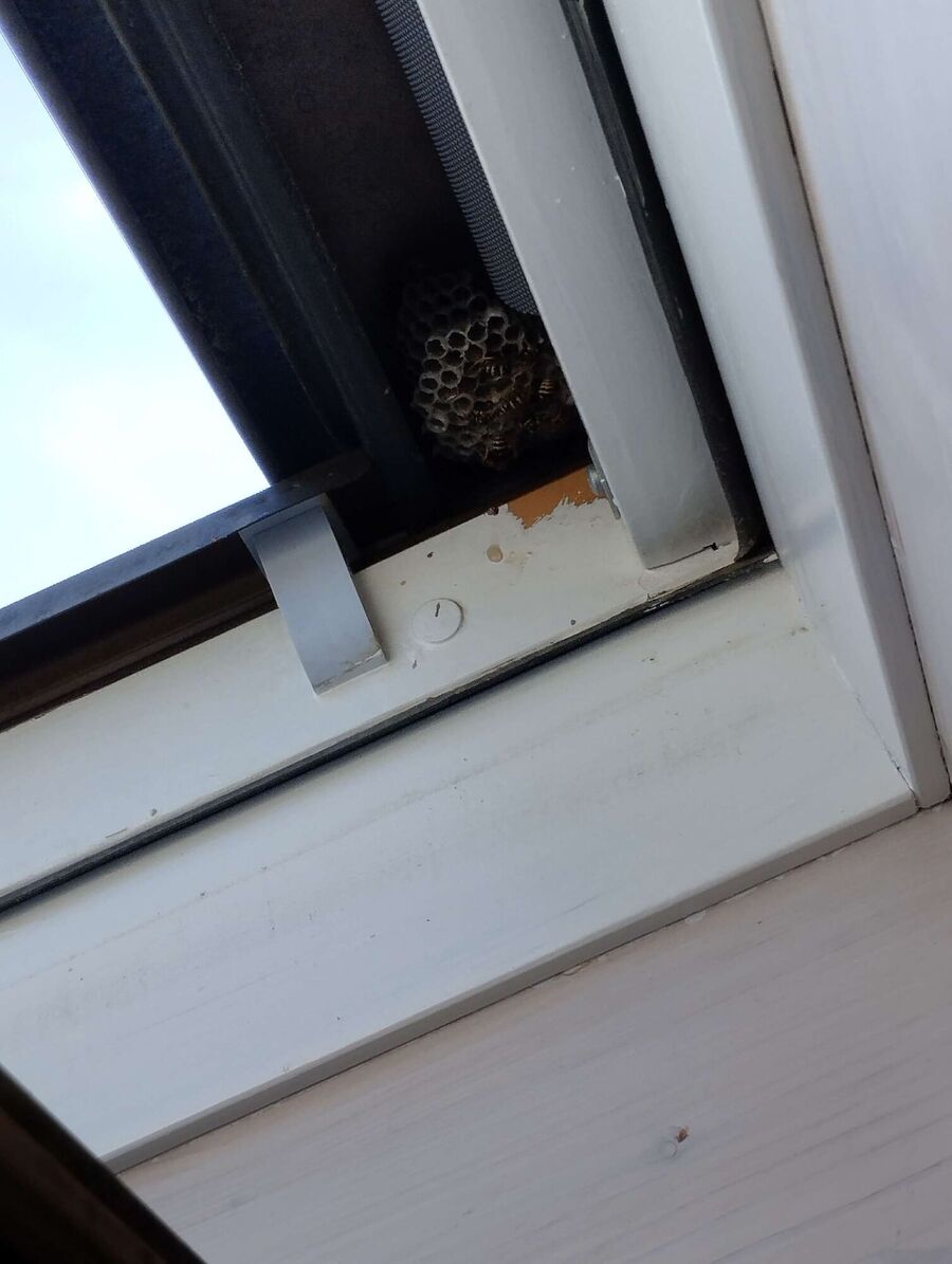 Relocate bees & remove bee nest