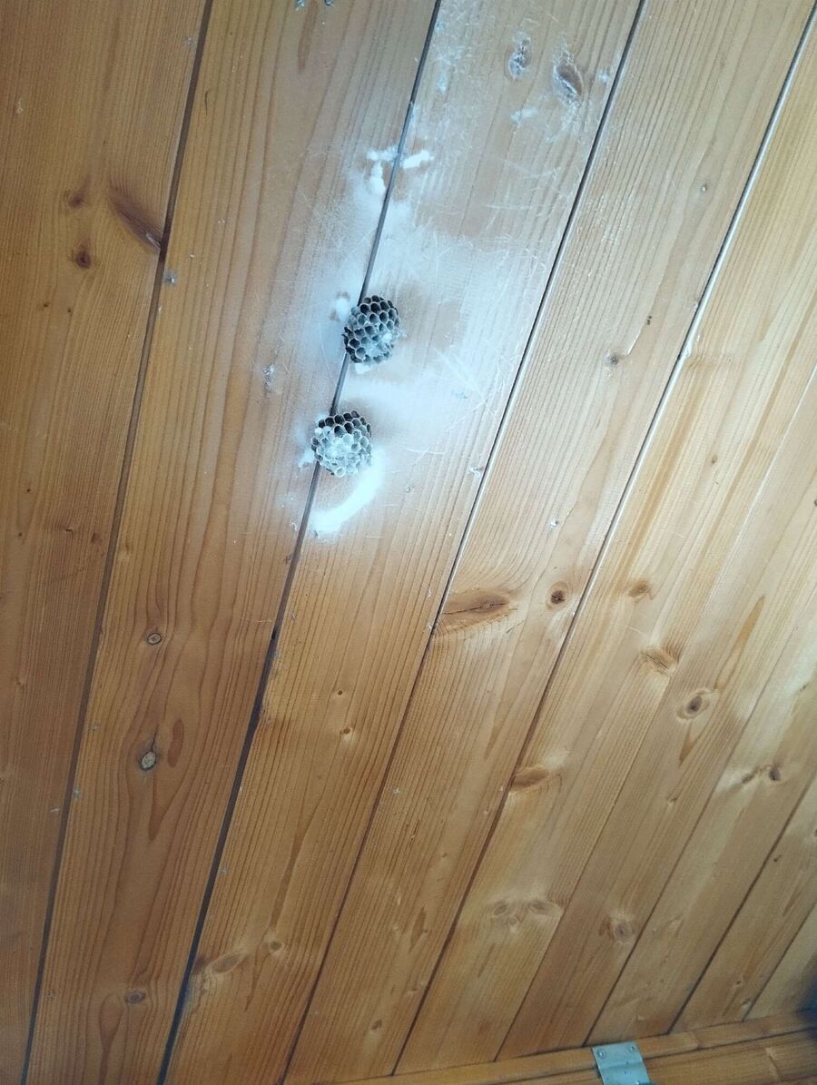 Bee nest at the house remove