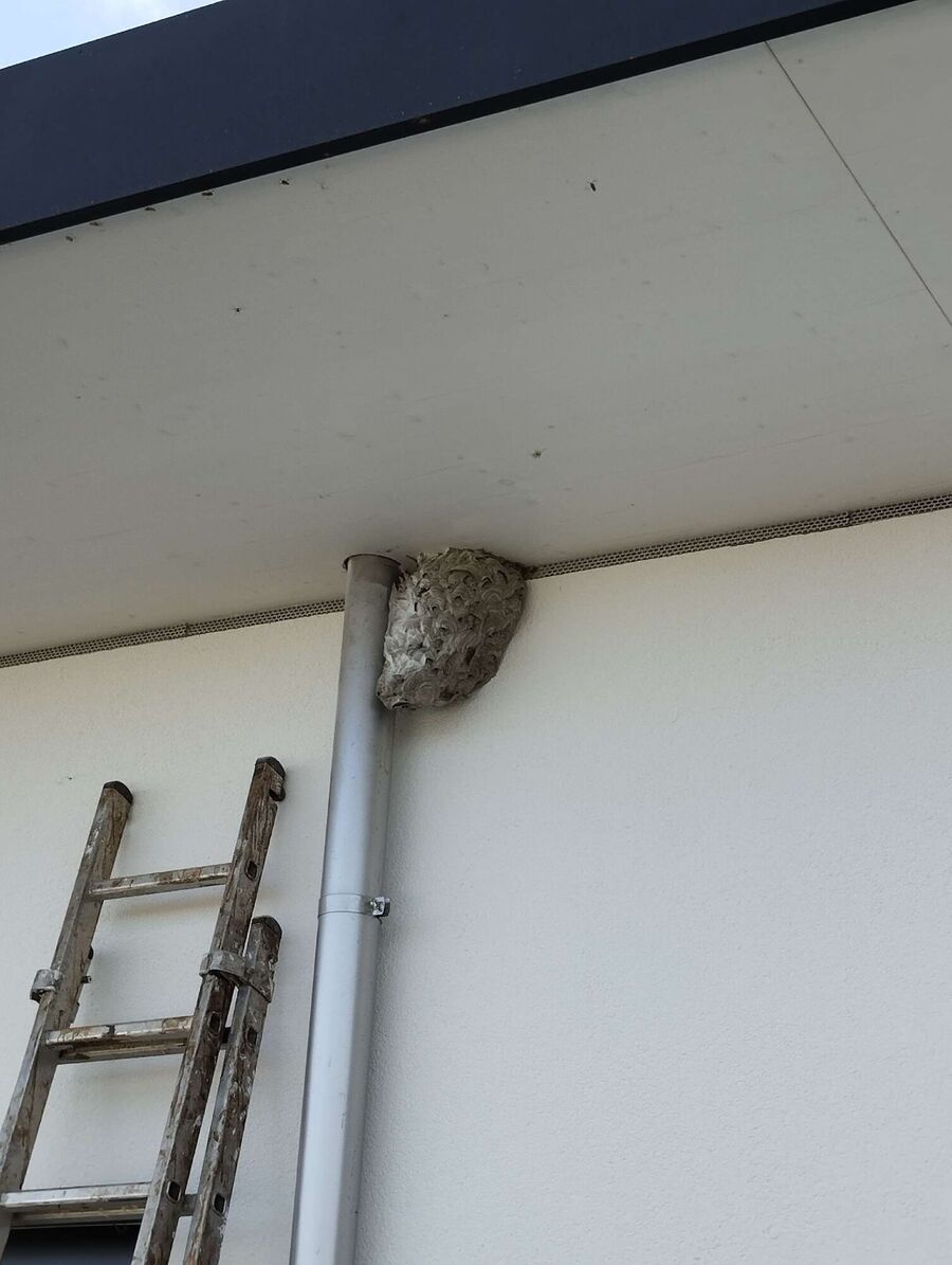 Bee nest at the house remove