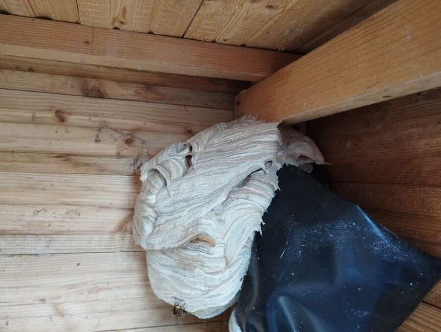 Bee nest at the house remove