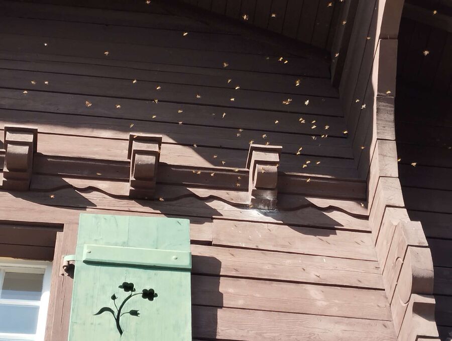 Bee nest at the house remove