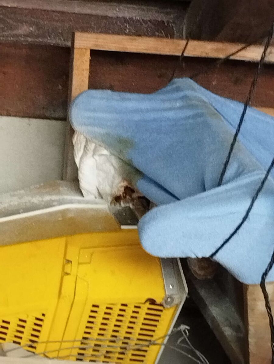 Relocate bees & remove bee nest