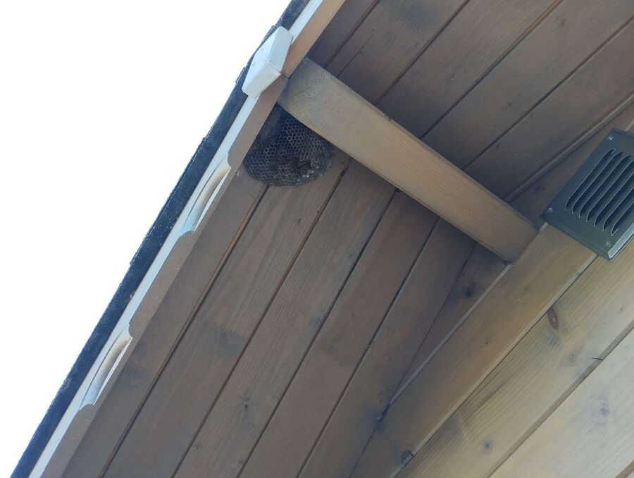 Bee nest at the house remove