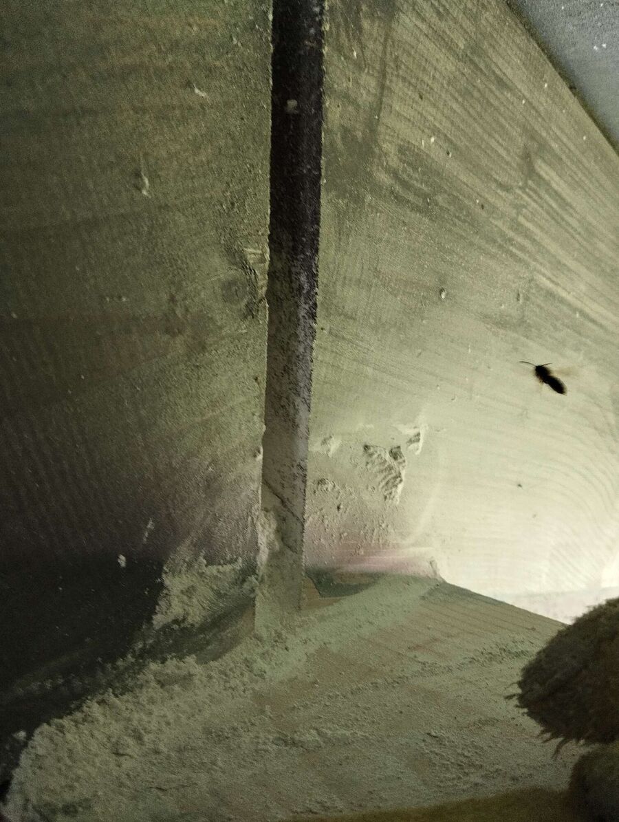 Bee nest at the house remove