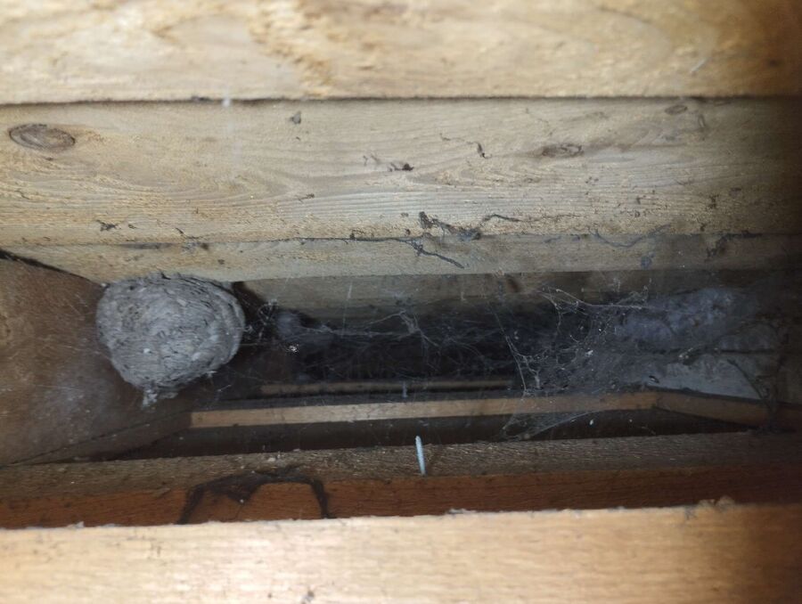 Relocate bees & remove bee nest