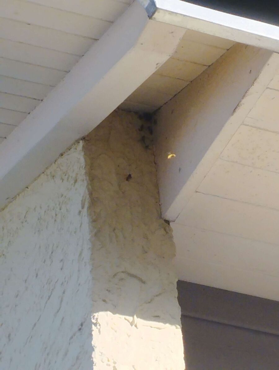 Remove bee nest