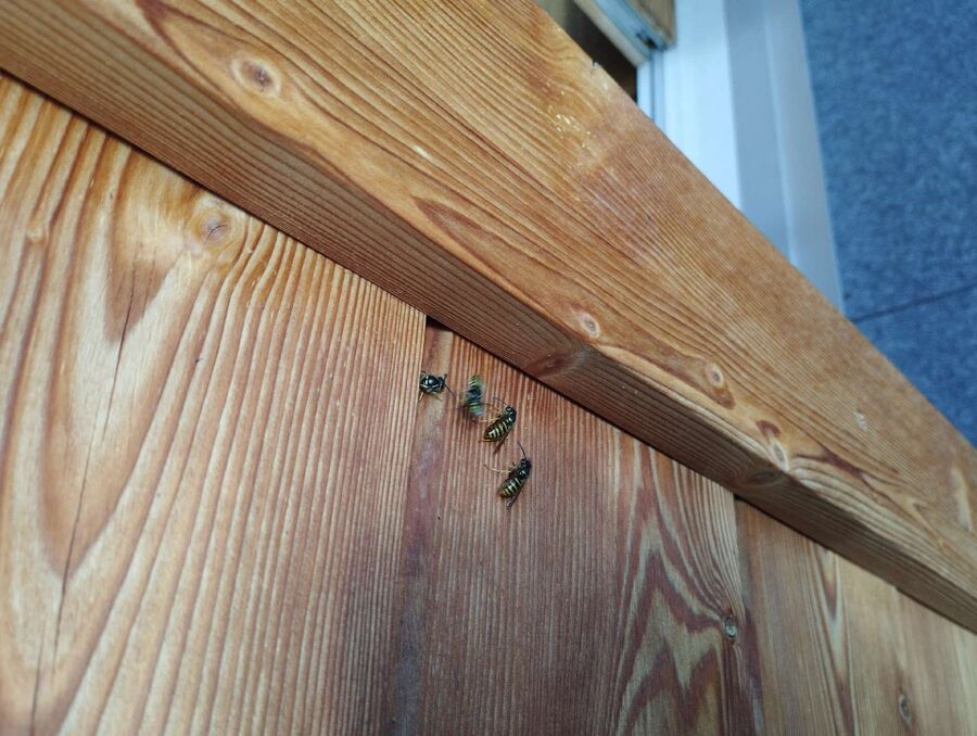 Relocate bees & remove bee nest