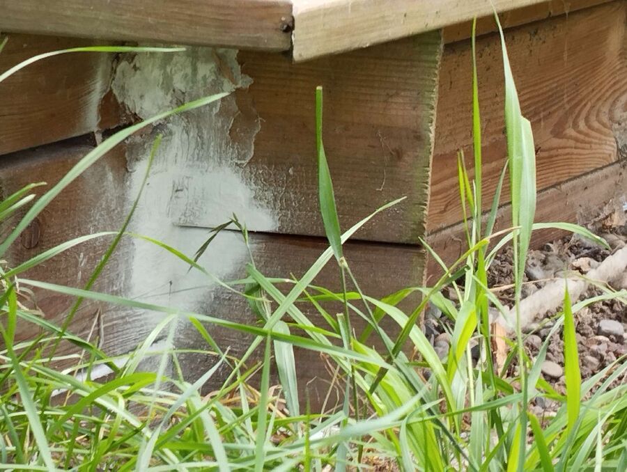 Bee nest at the house remove