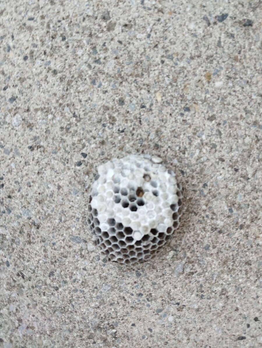 Relocate bees & remove bee nest